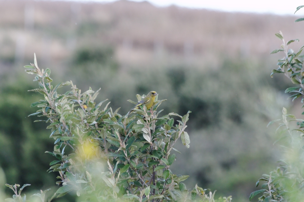 22 - Wynyard (5).jpg